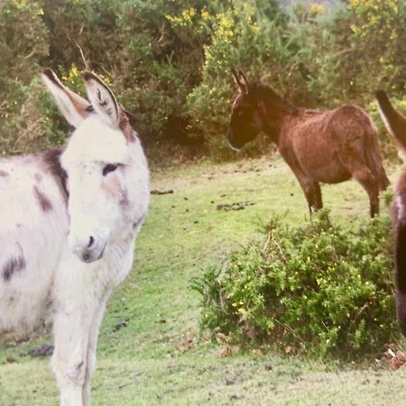 Shorefield Country Park, Where The New Forest Meets The Sea, Passes For All Entertainment Included Milford-on-Sea Exteriér fotografie